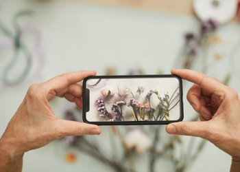 Como identificar plantas por imagem usando apenas o celular